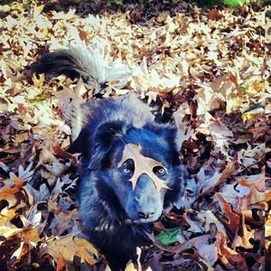 Meet your Posher, Robin